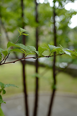 雨