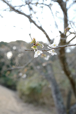 桜