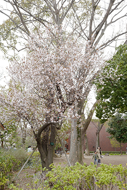 桜