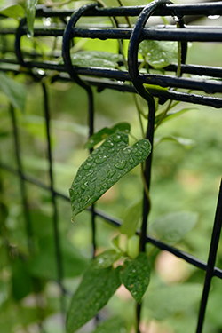 雨