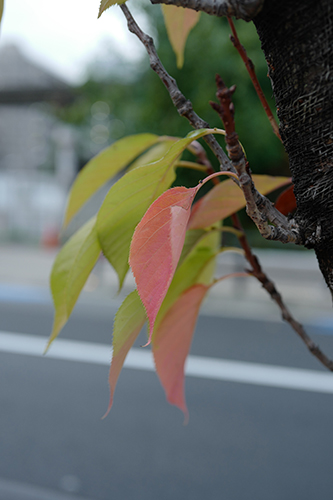 紅葉