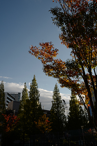 夕暮れの公園