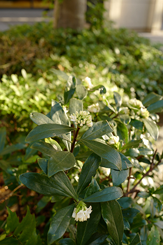 沈丁花