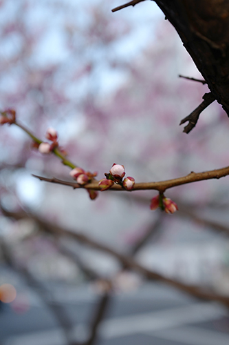 桜の蕾