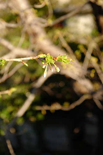 桜の蕾