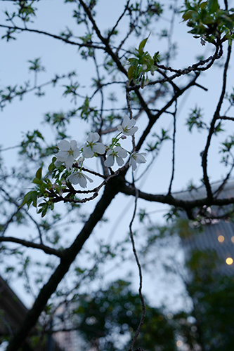 運河の桜