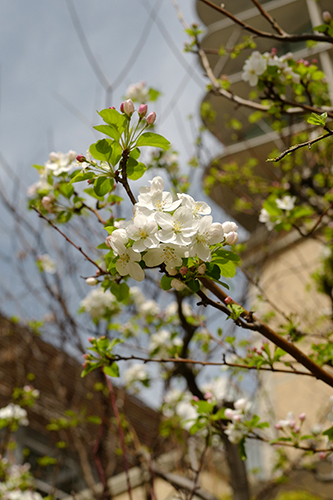 ひめりんごの花