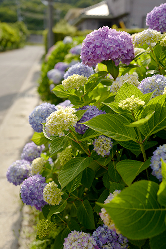 紫陽花