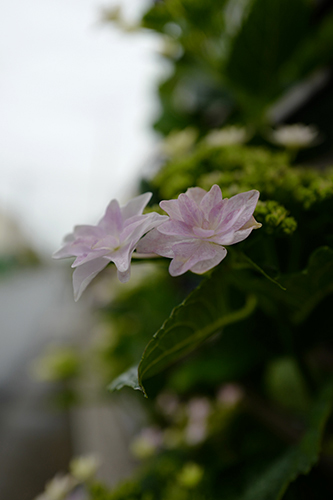 雨の紫陽花