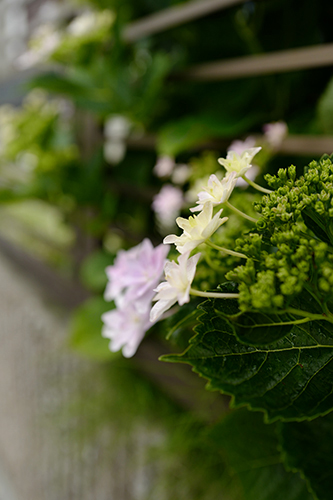 雨の紫陽花