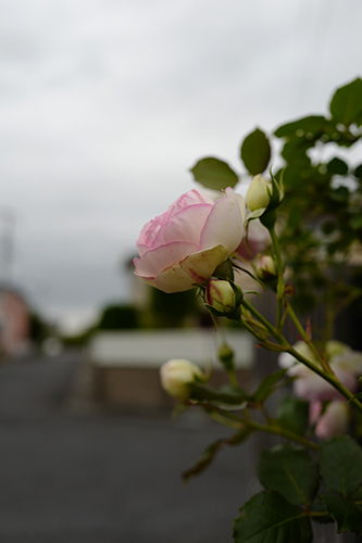 薔薇