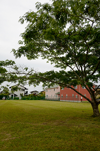 公園の木