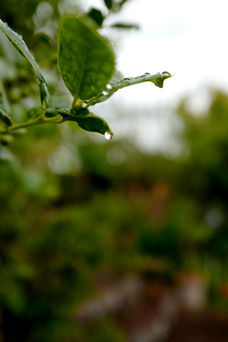 雨を受けた葉っぱ