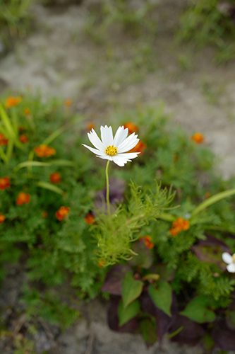 一輪だけ咲いていた花