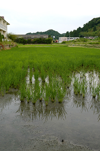 水田