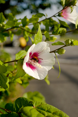 蜂のいる木槿