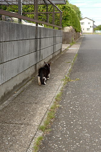 すげないネコ