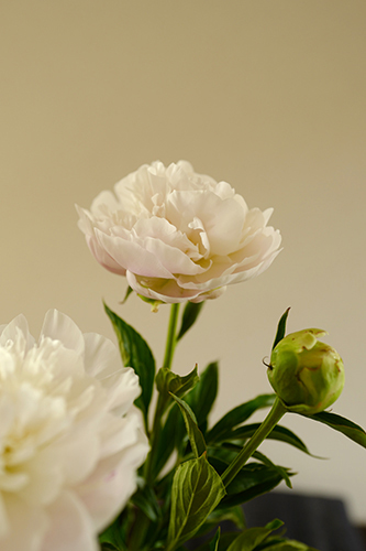 今朝の芍薬