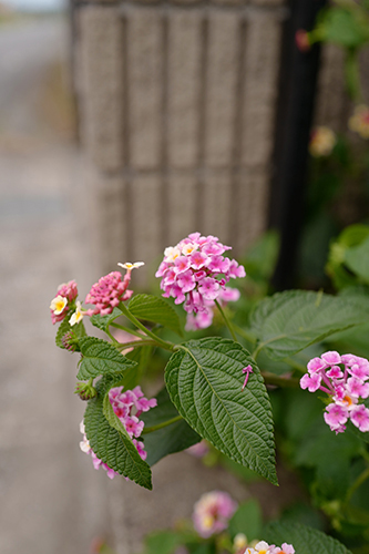 ご近所の庭先の花