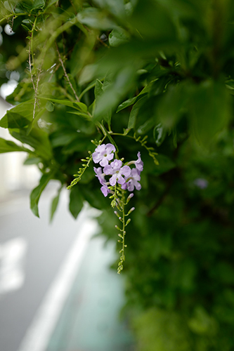 雨の花