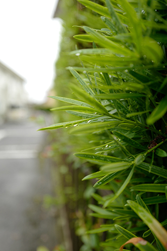 雨の葉っぱ