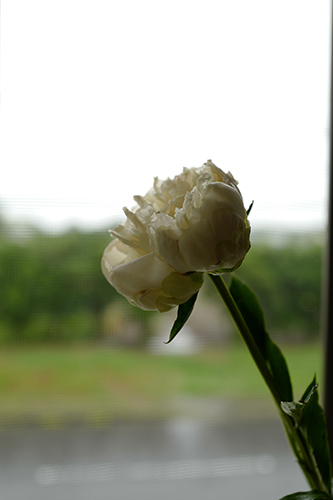 3本目の芍薬