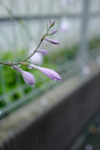 雨のギボウシ