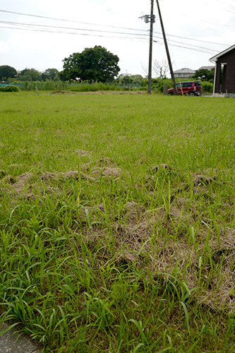 近所の空き地に草が生えてきた