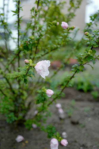 雨の花