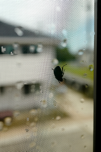 網戸に引っ掛かったカナブン