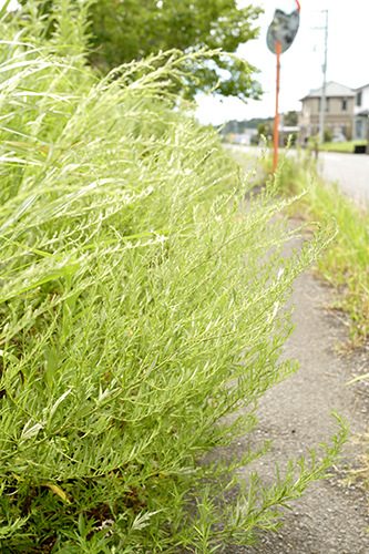 風に煽られる草