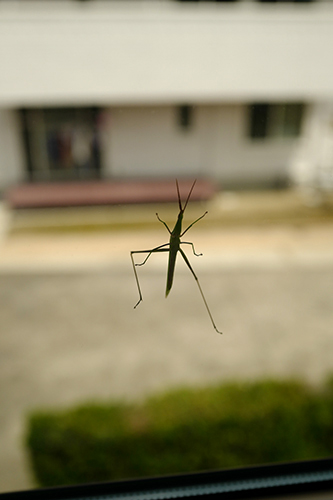 窓にへばりついたバッタ