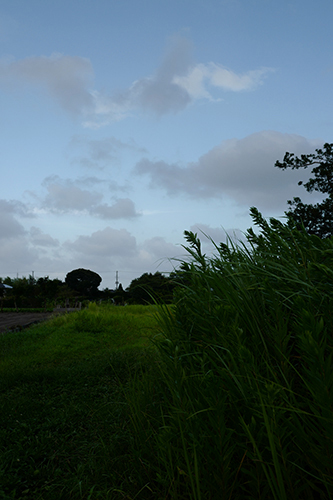 台風の翌日の風の強い夕方