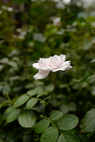 三菱一号館の前庭のバラ