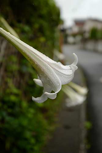 雨の町