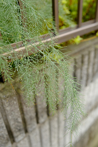 雨の町