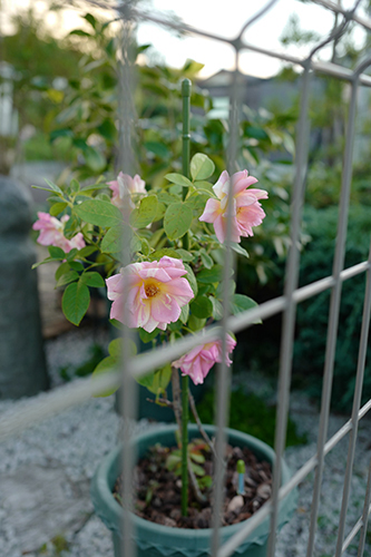 芙蓉の花