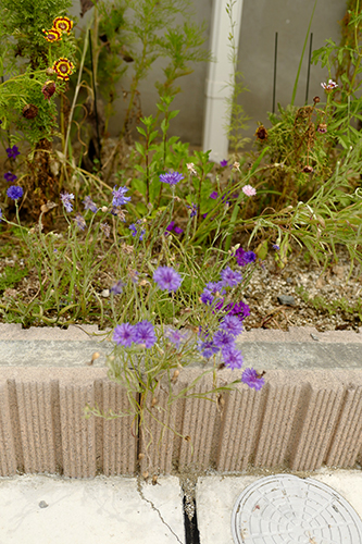 秋の花