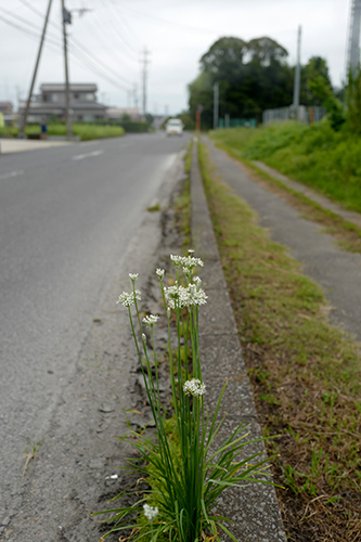 曇り空の町