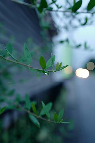 夕方の雨。オリーブの木