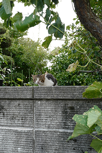 庭にネコ