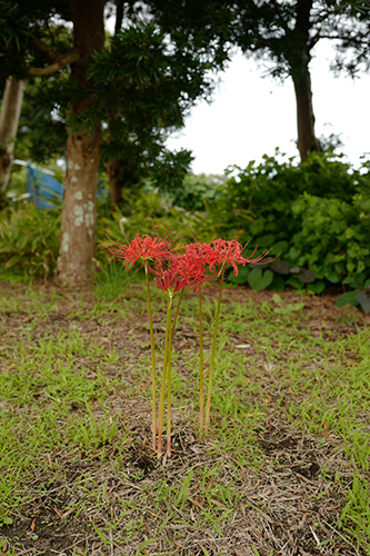 曼珠沙華