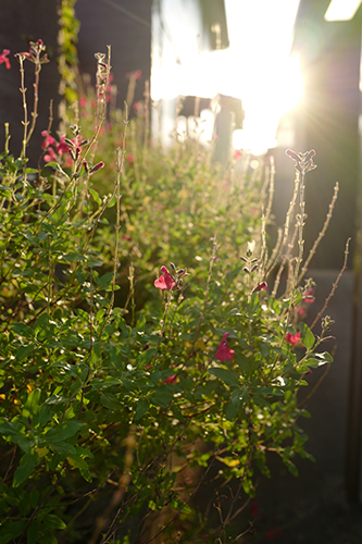 夕日に花