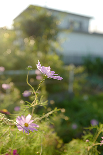 花開くコスモス