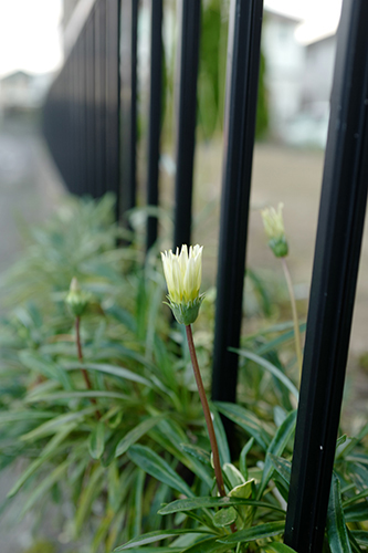 夕方の花