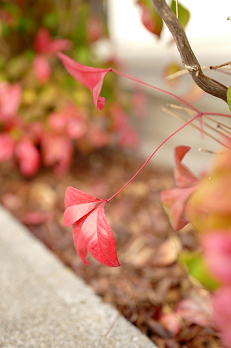 紅葉の葉