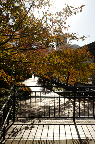 芝浦の紅葉