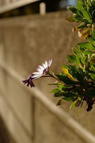 日差しの小菊