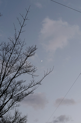 冬木立の三日月