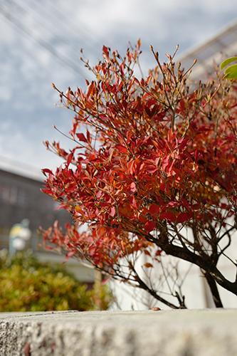 ポカポカ陽気の紅葉